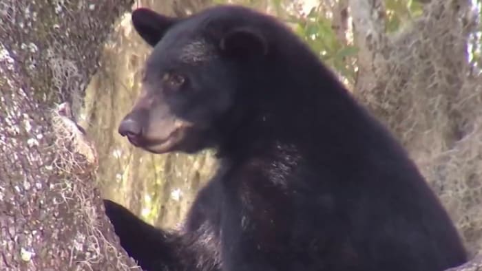 A Florida sheriff says the county is overrun with bears.  Is another yacht the answer?