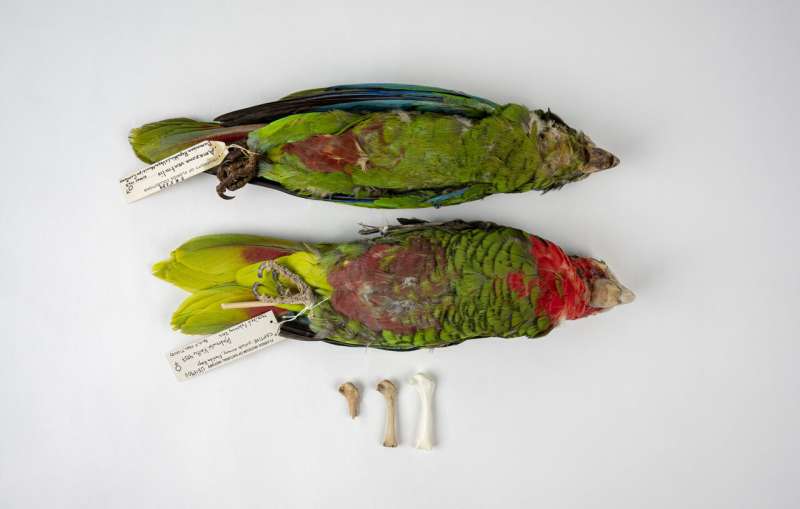 Caribbean parrots, considered endemic, are actually remnants of a millennia-long extinction event