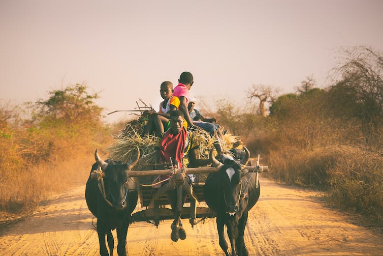 madagascar oxcart rural dwellers